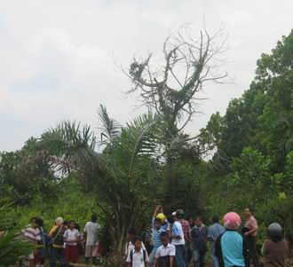 Pohon Acacia membentuk Lafaz Allah di Makassar
