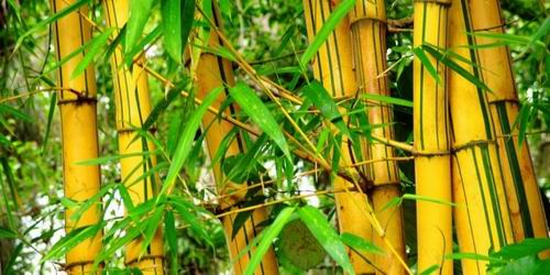 bambu kuning buntet pethuk